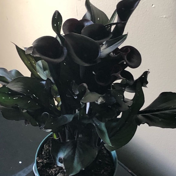 Meet your Posher, Tasha - Picture 1 of 1